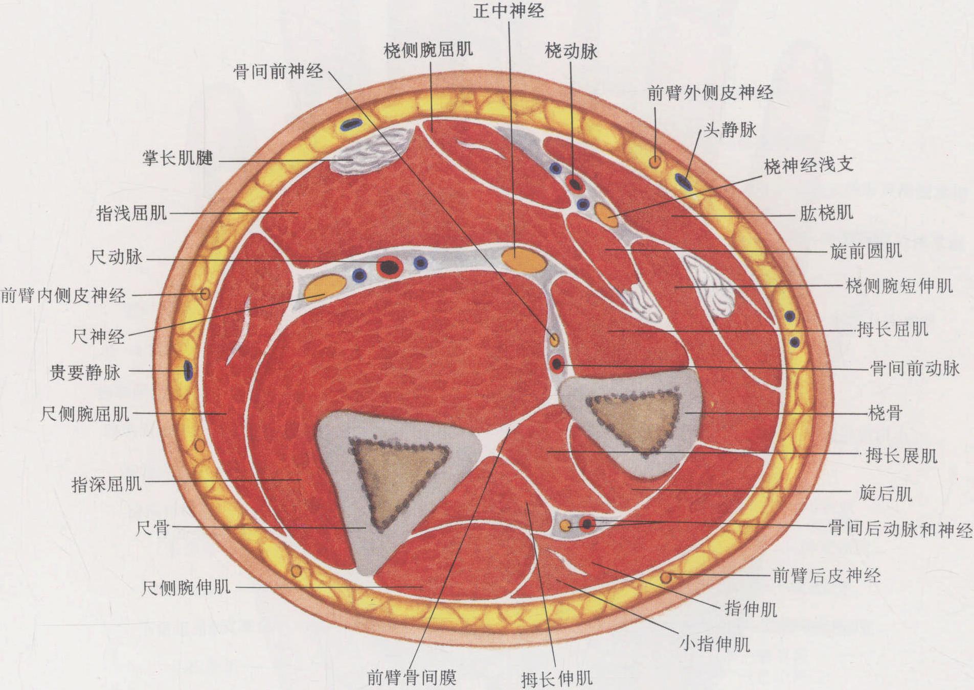 图11-218 浅筋膜层-口腔颌面及颈部临床解剖学-医学